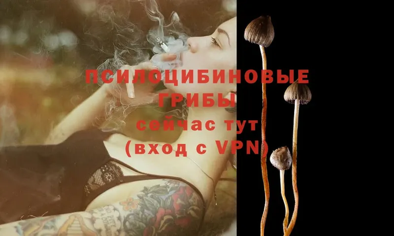 Псилоцибиновые грибы Psilocybine cubensis  Корсаков 